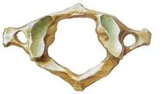 Top-down view of cervical spine vertebra model showing atlas bone structure with green anatomical markers
