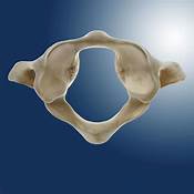 bone_backbone